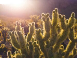 Premium Systems transforms Entertainment Right Now