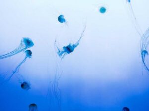 Protect Brilliant Education with these Strategies